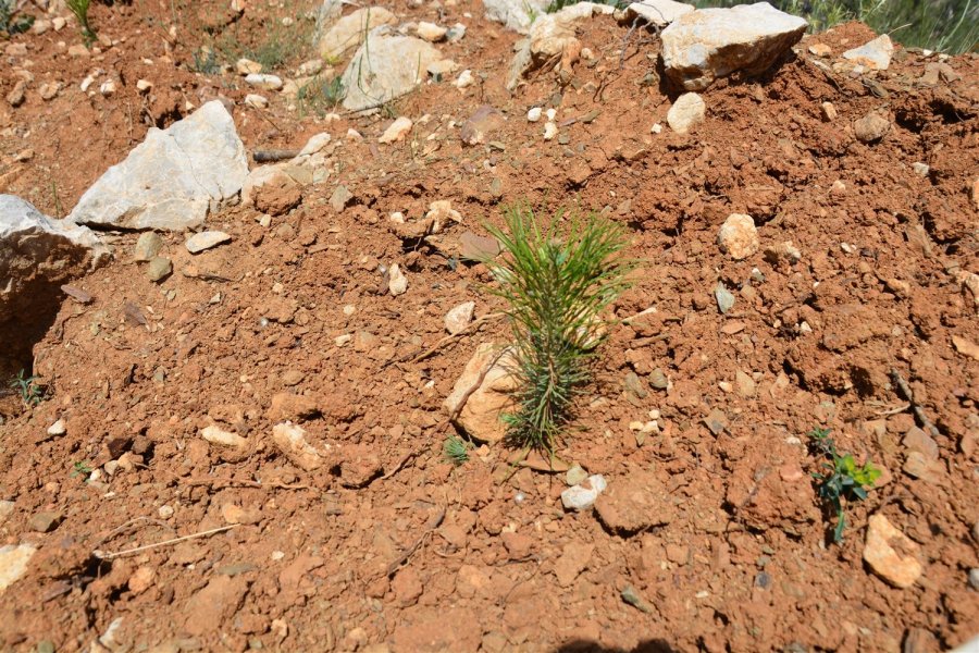 Mersin’de Yanan Orman Sahalarında Bakım Çalışmaları Tamamlandı