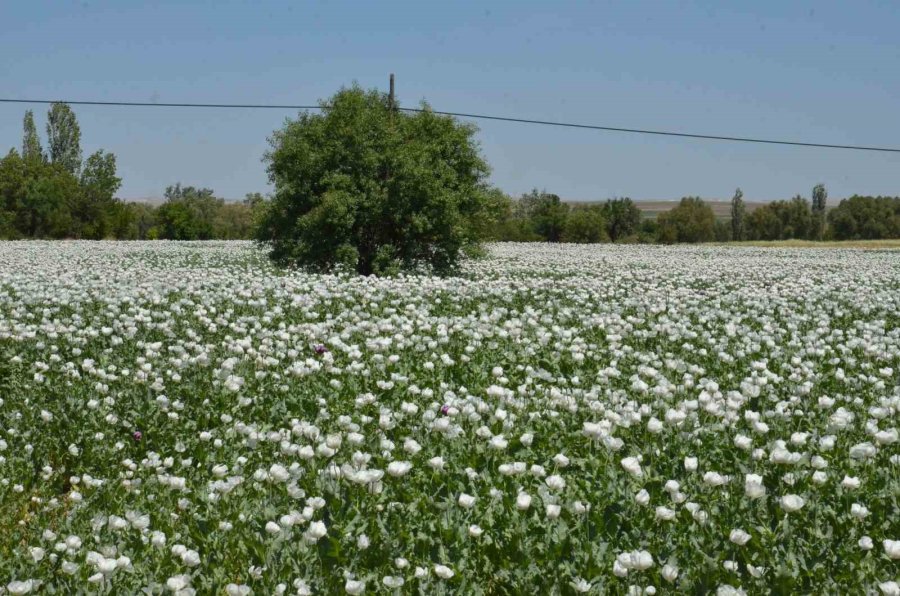 Günyüzü Bu Güzellikten Mahrum Kaldı