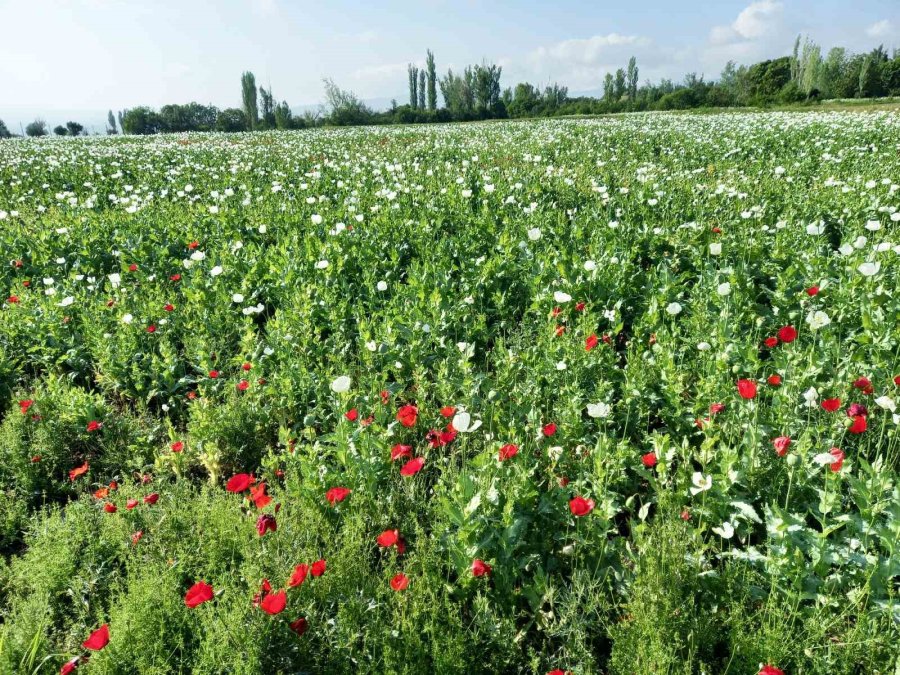 Günyüzü Bu Güzellikten Mahrum Kaldı