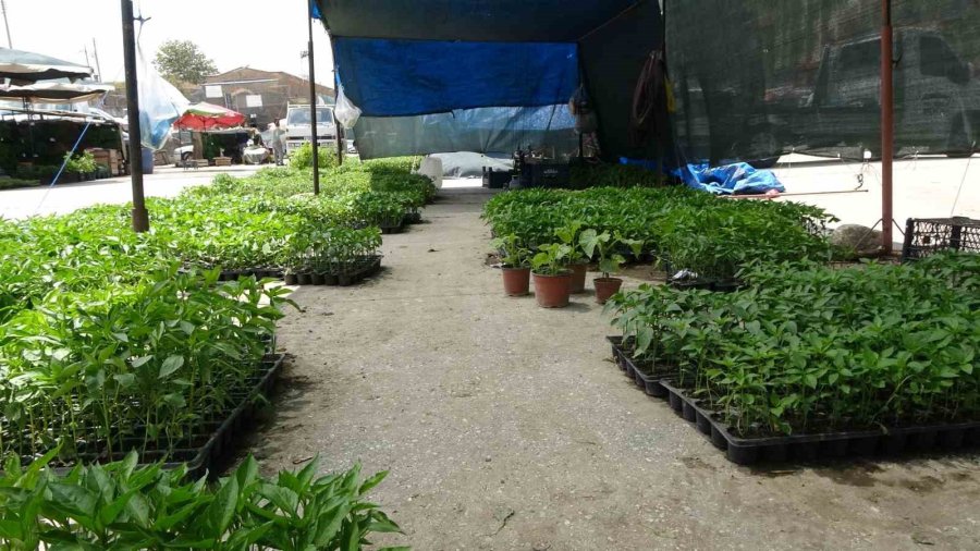 Havaların Isınması Fide Satışlarına Yaradı