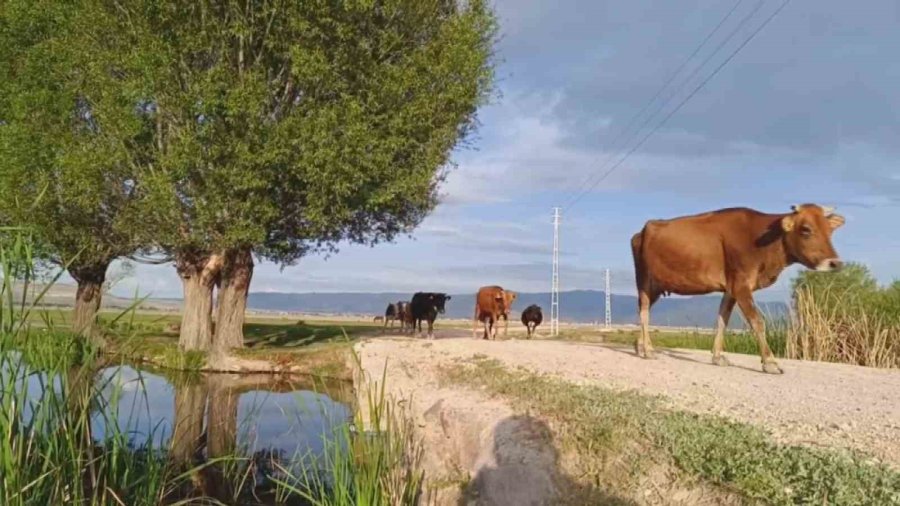 Mera Kullanımına ‘ceza’