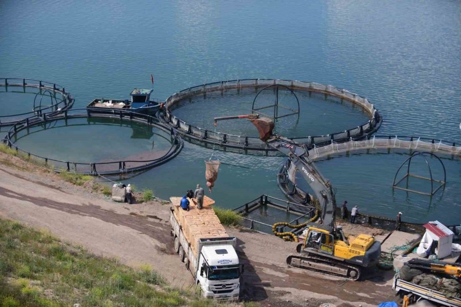 Denizi Olmayan Kayseri’de Türk Somonu Hasadı Başladı