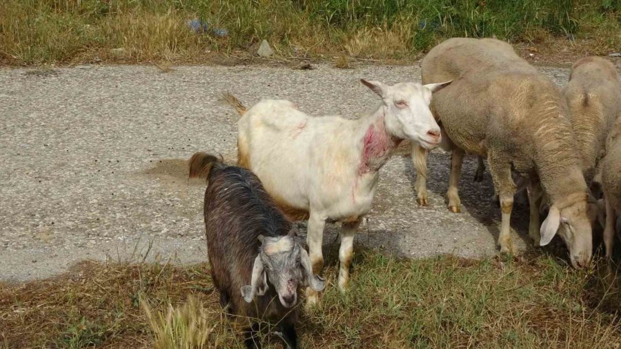 Başıboş Pitbullar Koyun Ağılına Saldırdı