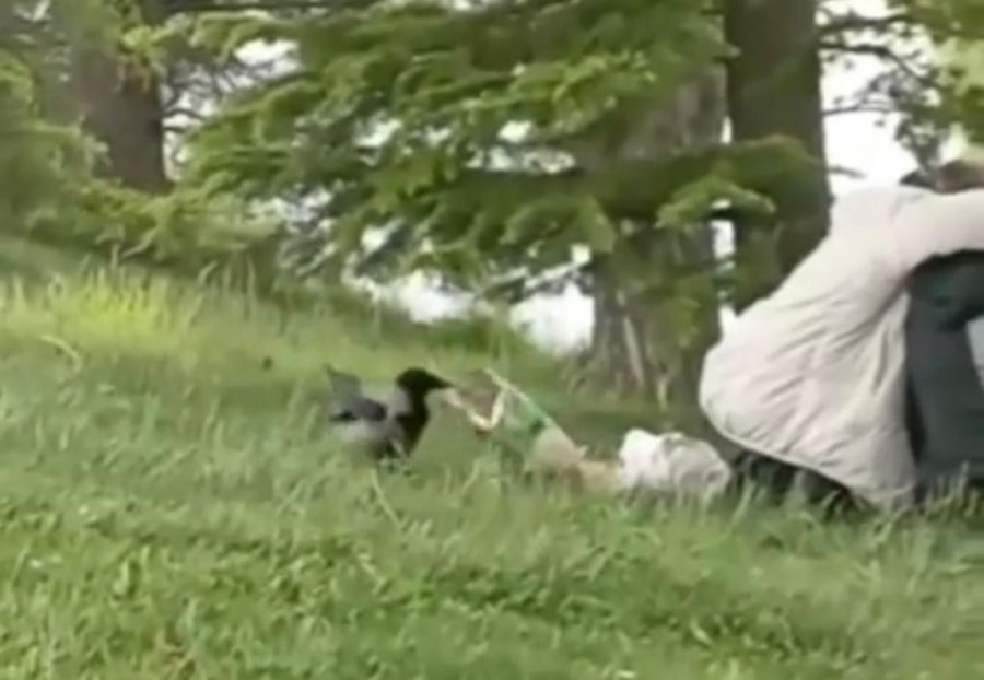 ‘hırsız Karga’ Parkta Oturan Gençlerin Cipsini Çaldı