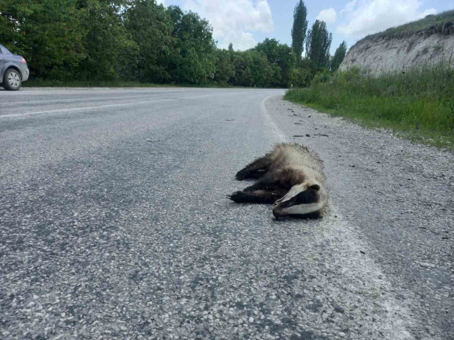 Nesli Tükenen Porsuk Ölü Bulundu