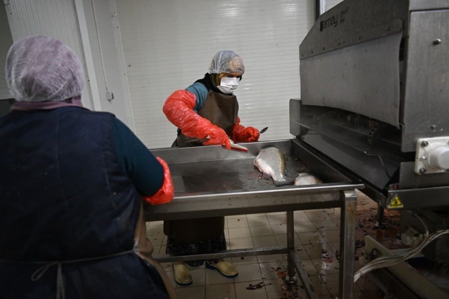 Kayseri’deki Tesiste Günlük 60 Ton Balık İşleniyor