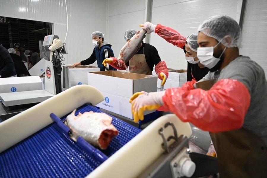 Kayseri’deki Tesiste Günlük 60 Ton Balık İşleniyor