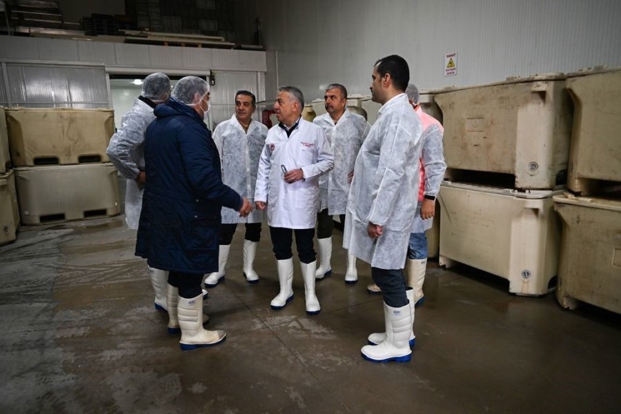 Kayseri’deki Tesiste Günlük 60 Ton Balık İşleniyor