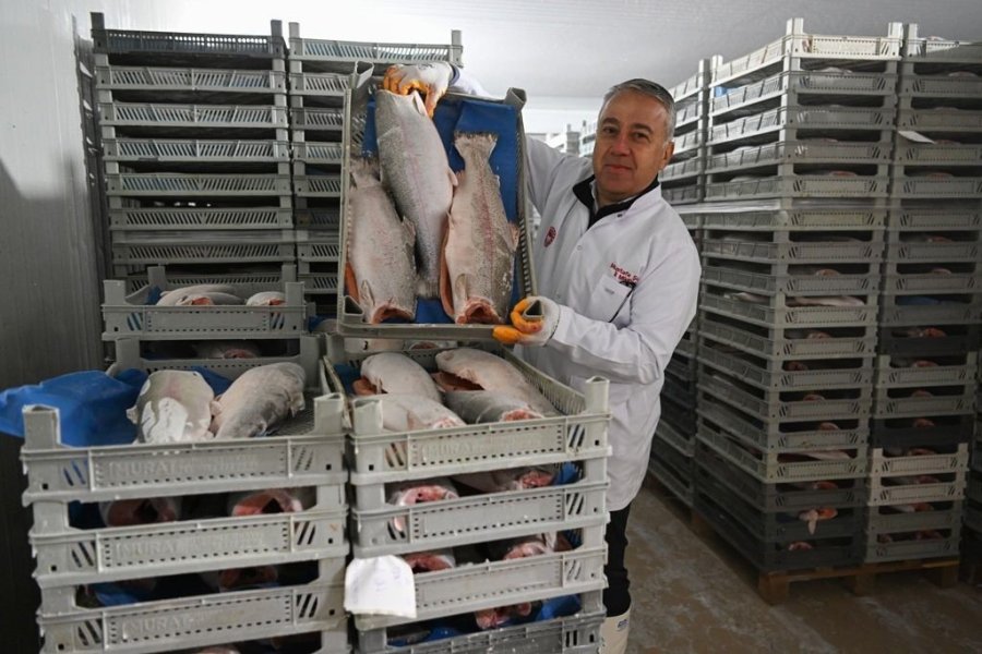 Kayseri’deki Tesiste Günlük 60 Ton Balık İşleniyor