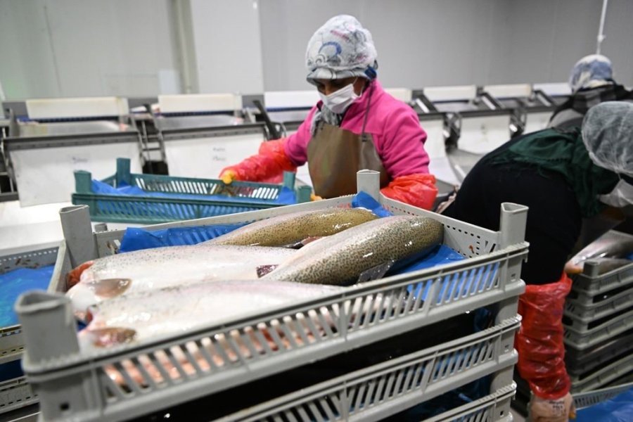 Kayseri’deki Tesiste Günlük 60 Ton Balık İşleniyor