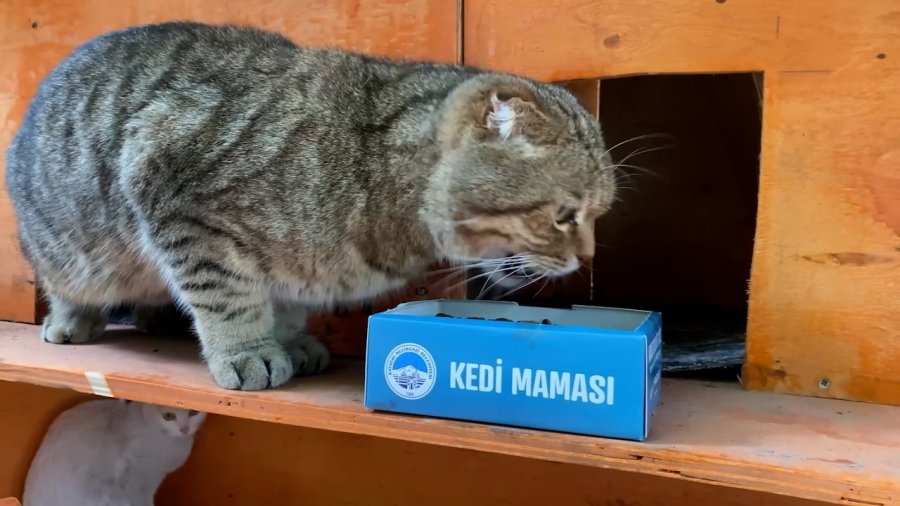 Melikgazi Sokaklardaki Can Dostlar İçin Kedi Evleri Yaptı