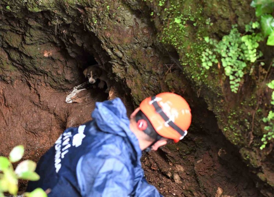 5 Metrelik Çukurda Mahsur Kalan Yavru Köpek Kurtarıldı