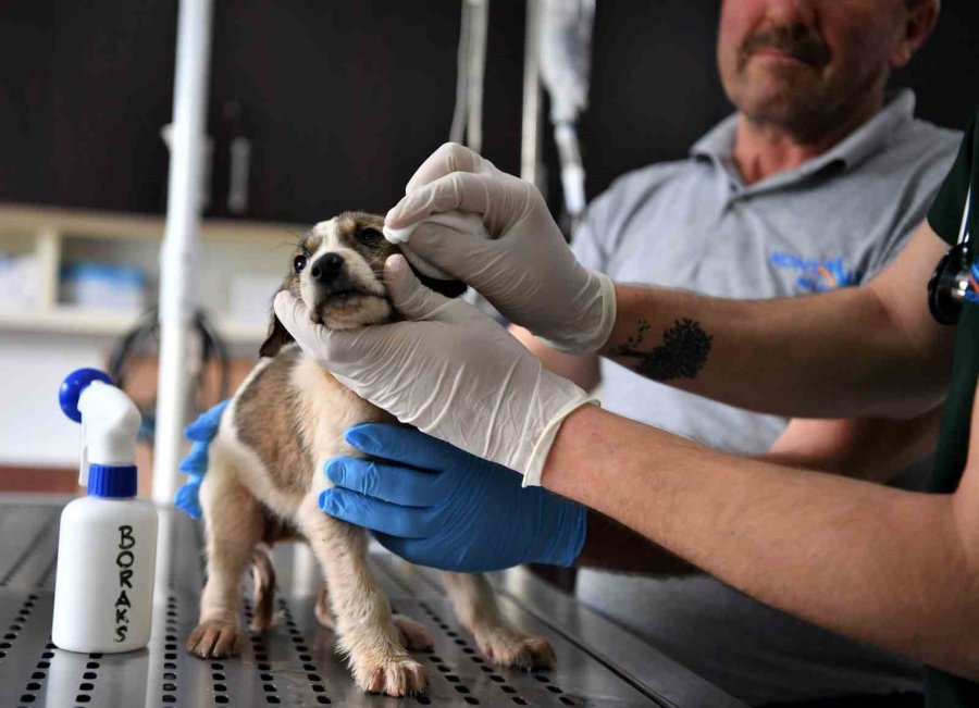 5 Metrelik Çukurda Mahsur Kalan Yavru Köpek Kurtarıldı