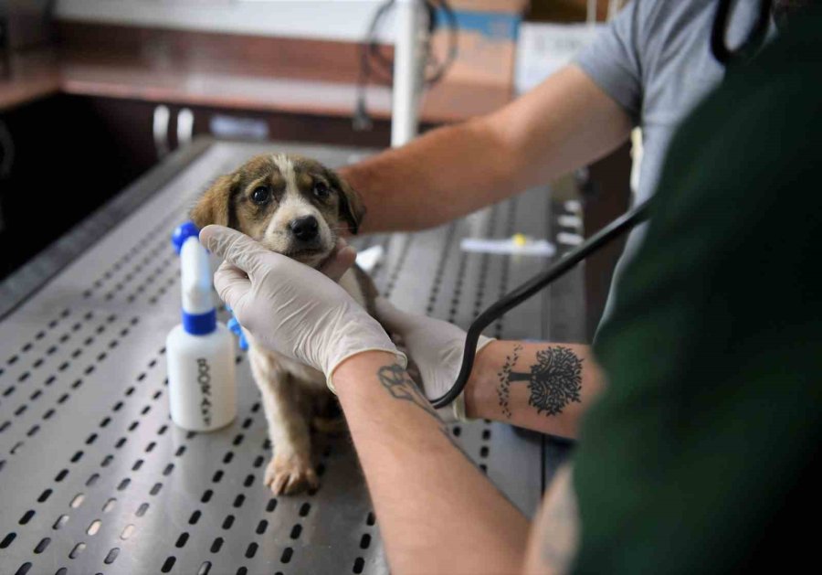 5 Metrelik Çukurda Mahsur Kalan Yavru Köpek Kurtarıldı