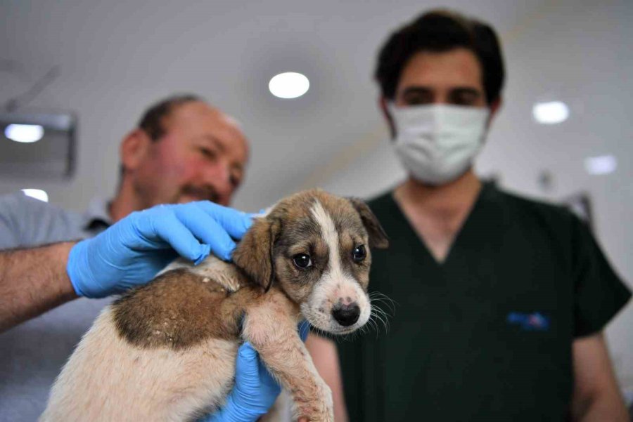 5 Metrelik Çukurda Mahsur Kalan Yavru Köpek Kurtarıldı