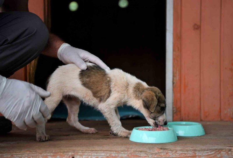 5 Metrelik Çukurda Mahsur Kalan Yavru Köpek Kurtarıldı