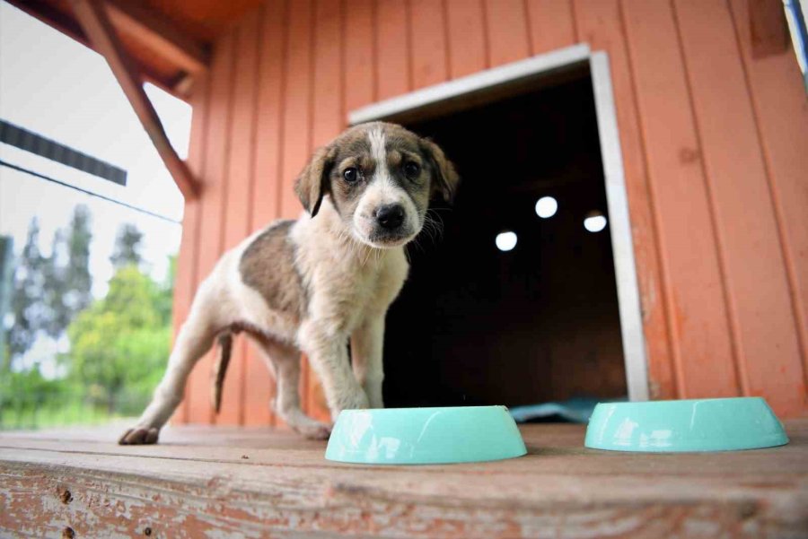 5 Metrelik Çukurda Mahsur Kalan Yavru Köpek Kurtarıldı