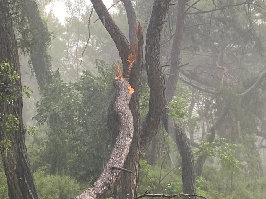 Sağanak Yağmur Ve Fırtına Ağaç Devirdi