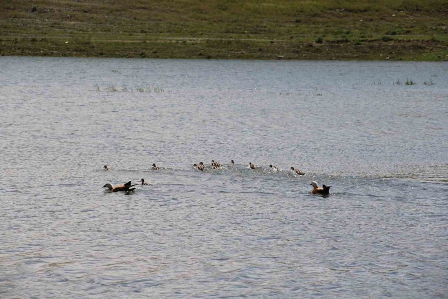 11 Yavrusuyla Birlikte Yüzen Angutlar Hoş Manzaralar Çıkardı
