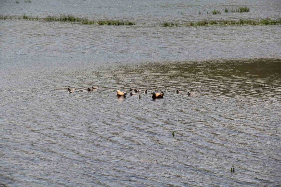 11 Yavrusuyla Birlikte Yüzen Angutlar Hoş Manzaralar Çıkardı