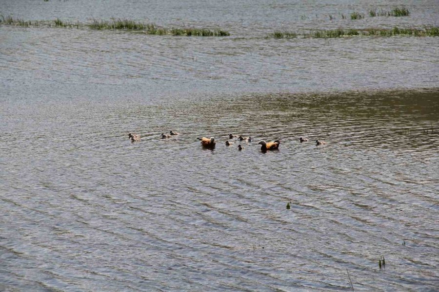11 Yavrusuyla Birlikte Yüzen Angutlar Hoş Manzaralar Çıkardı