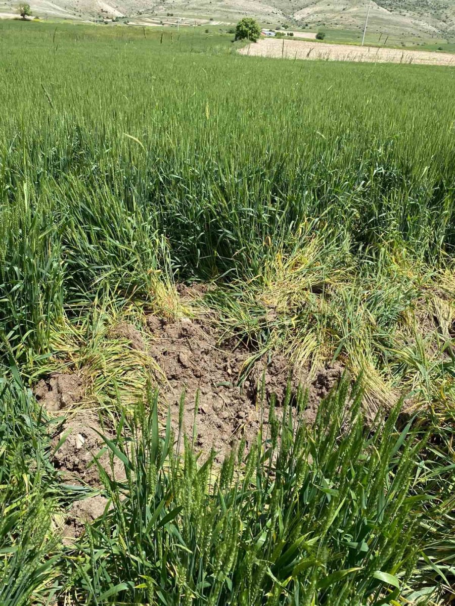 Günyüzü’nde Domuzlar Ekine Zarar Verdi