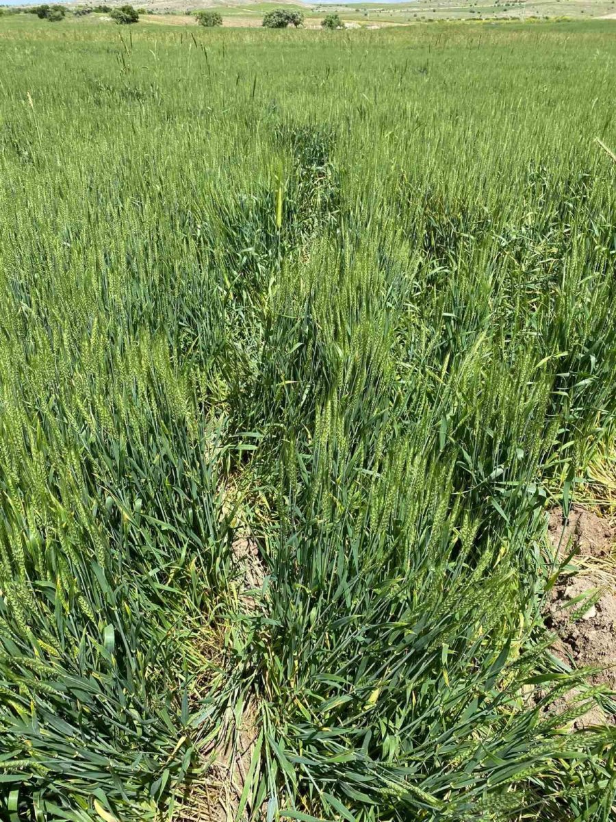 Günyüzü’nde Domuzlar Ekine Zarar Verdi