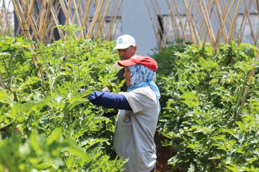 Gönüllü Serasında Yetiştirilen Sebze Ve Meyveler İhtiyaç Sahiplerine Gidiyor