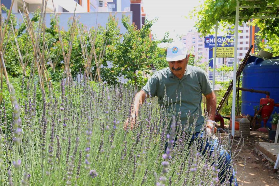 Gönüllü Serasında Yetiştirilen Sebze Ve Meyveler İhtiyaç Sahiplerine Gidiyor