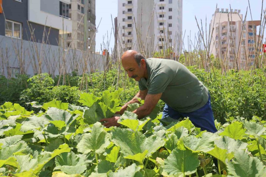 Gönüllü Serasında Yetiştirilen Sebze Ve Meyveler İhtiyaç Sahiplerine Gidiyor