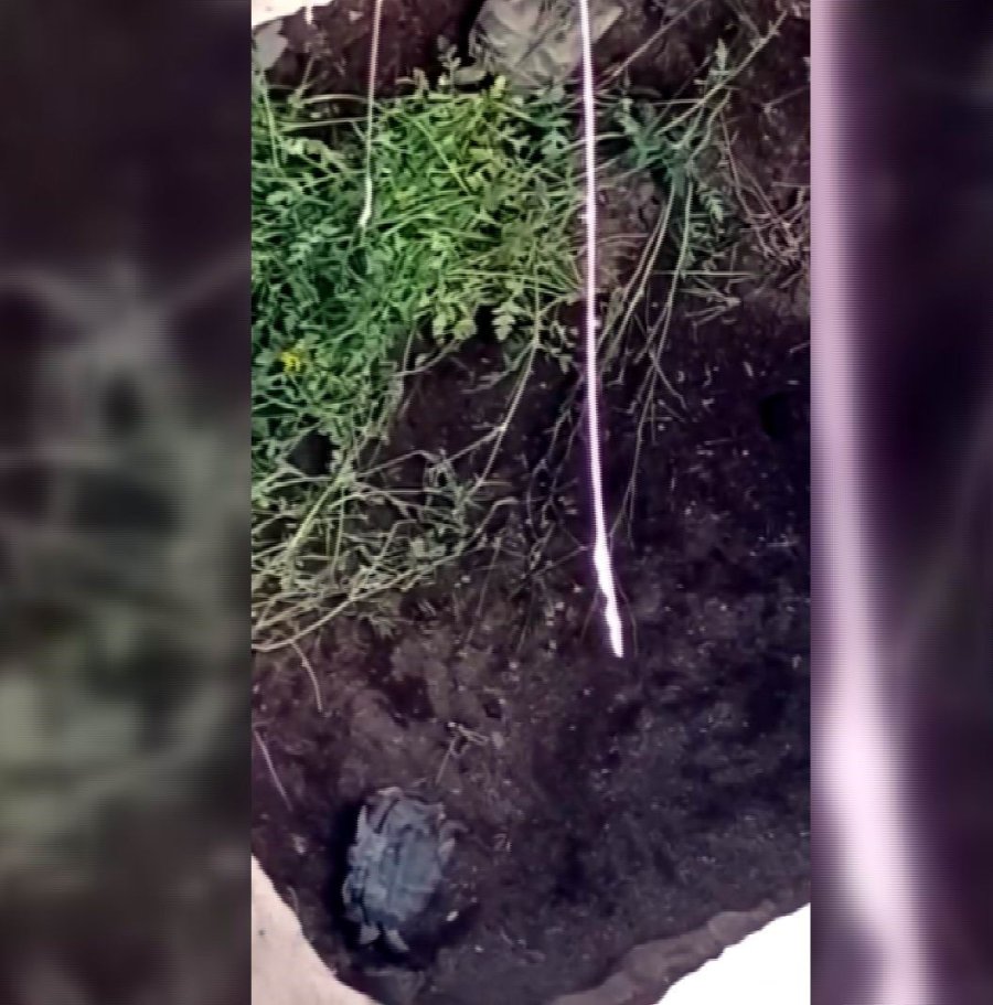 Definecilerin Kazdığı Çukurda Mahsur Kalan Kaplumbağalar Kurtarılmayı Bekliyor