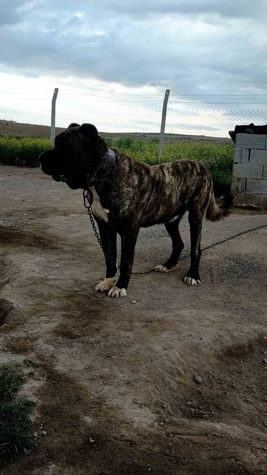 Tomarza Çaparları Tescillenme Çalışmaları Başladı