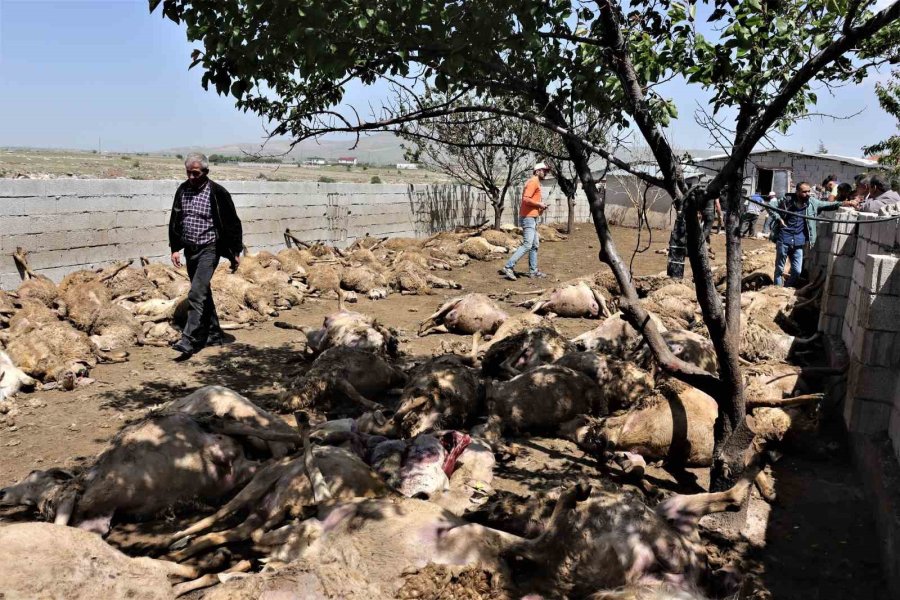 Sabah Uyanan Besici Hayatının Şokunu Yaşadı: Kurtlar 170 Küçükbaş Hayvanı Telef Etti