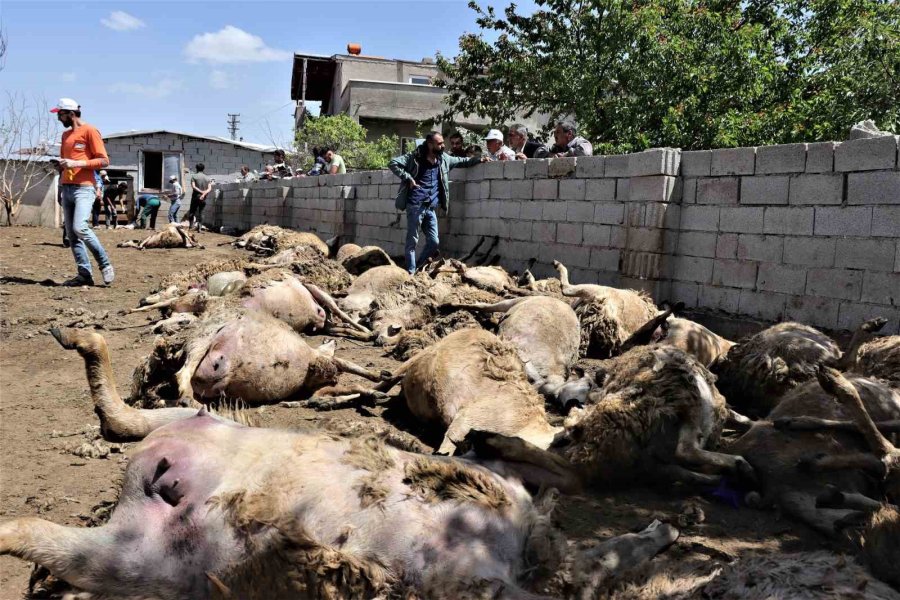 Sabah Uyanan Besici Hayatının Şokunu Yaşadı: Kurtlar 170 Küçükbaş Hayvanı Telef Etti