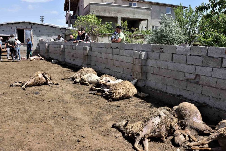 Sabah Uyanan Besici Hayatının Şokunu Yaşadı: Kurtlar 170 Küçükbaş Hayvanı Telef Etti