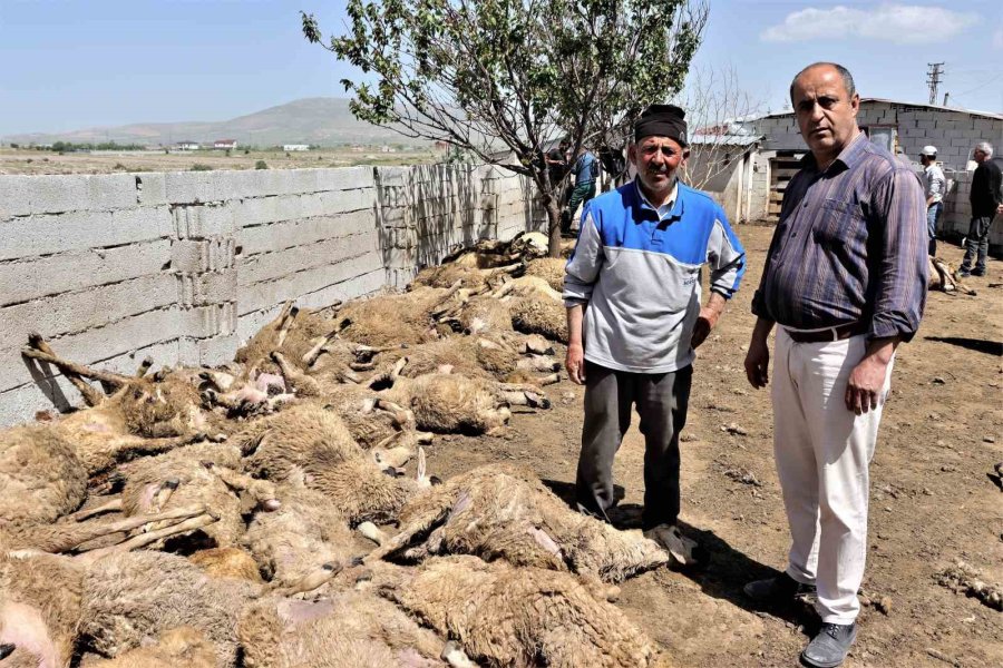 Sabah Uyanan Besici Hayatının Şokunu Yaşadı: Kurtlar 170 Küçükbaş Hayvanı Telef Etti