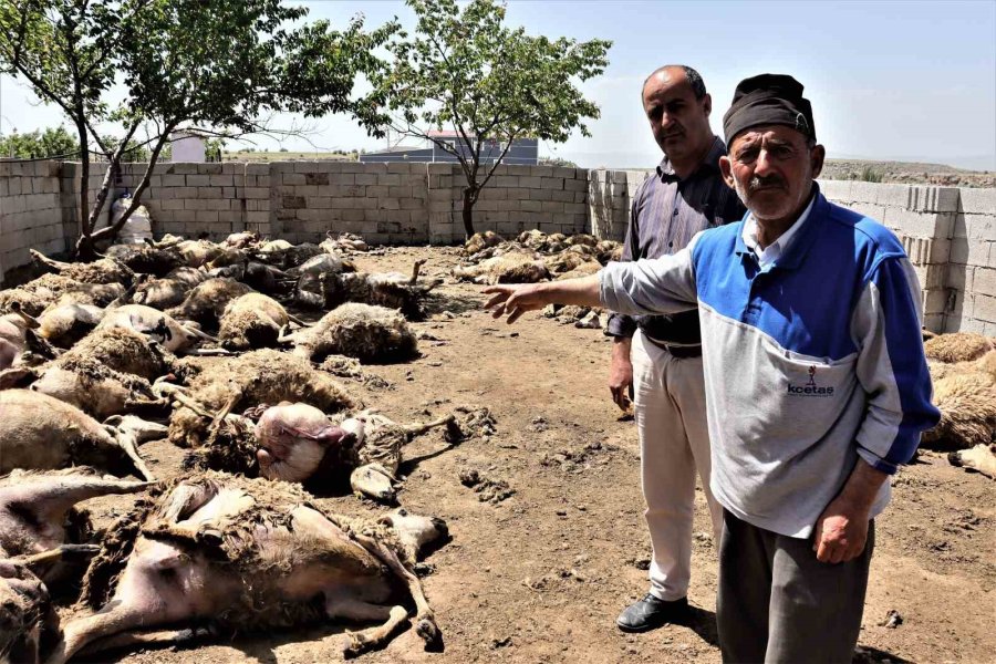 Sabah Uyanan Besici Hayatının Şokunu Yaşadı: Kurtlar 170 Küçükbaş Hayvanı Telef Etti