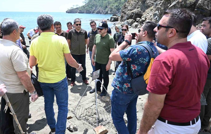 Caretta Carettaların Yuva Çevresine Güvenlik Amacıyla Kafes Yerleştirildi