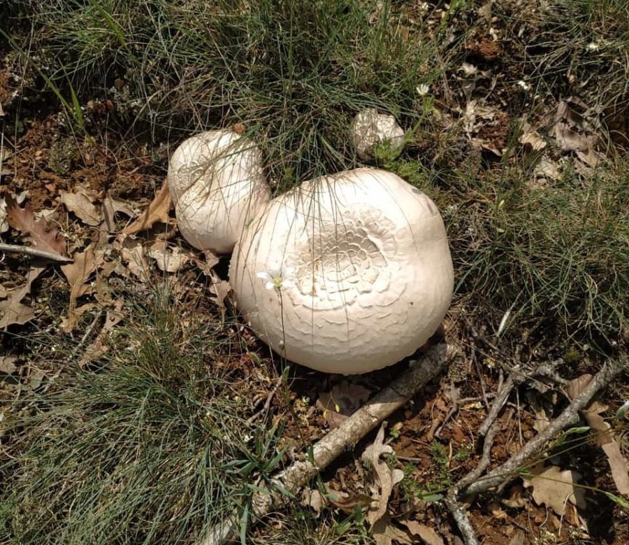 Mantar Deyip Geçmeyin: Ölüme Götürebilir