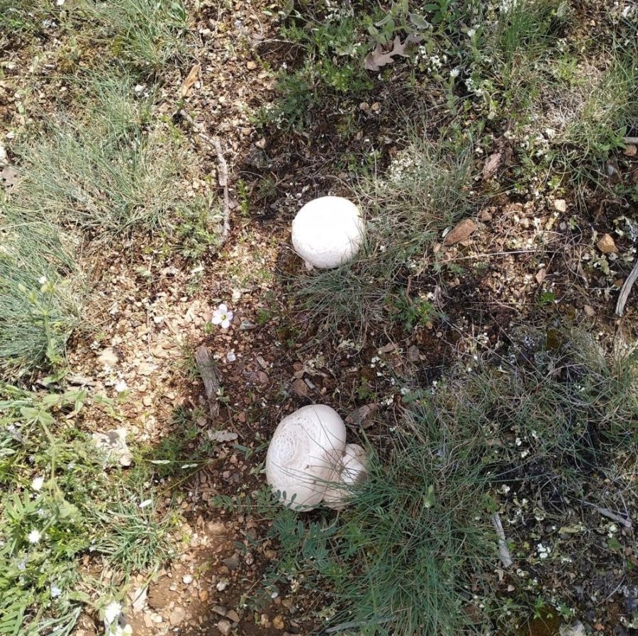 Mantar Deyip Geçmeyin: Ölüme Götürebilir