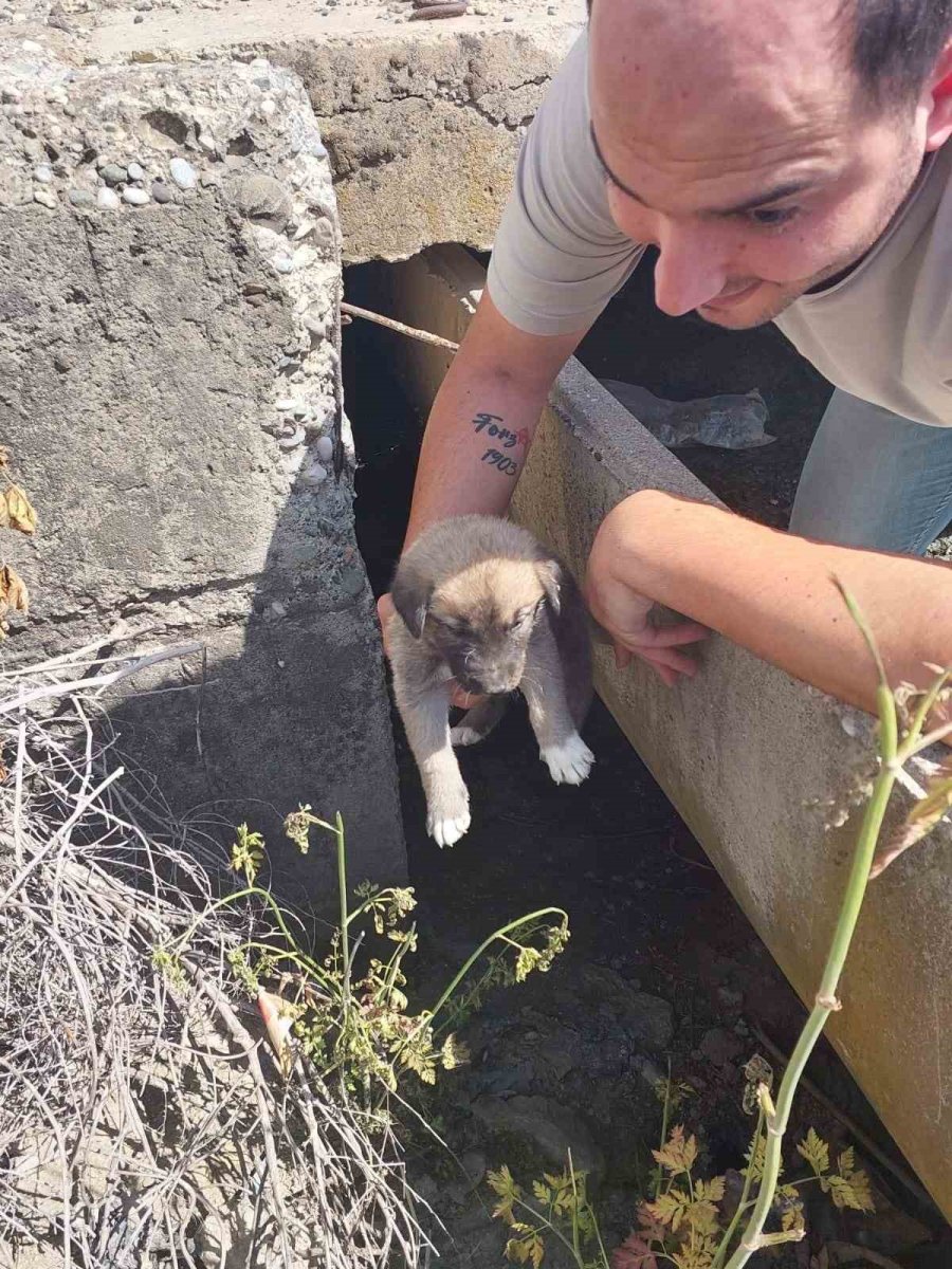 Tarsus’ta Köprü Altındaki Yavru 8 Köpek Kurtarıldı