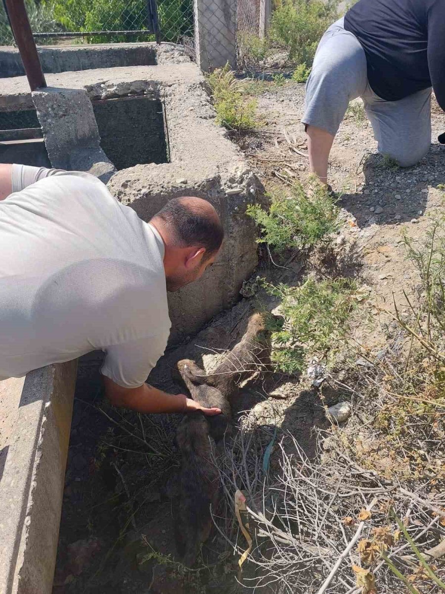 Tarsus’ta Köprü Altındaki Yavru 8 Köpek Kurtarıldı