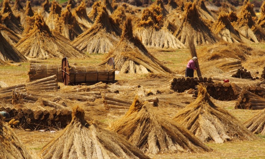 Sultan Sazlığı’nın Doğal Ve Ekonomik Zenginliği Kamışlar