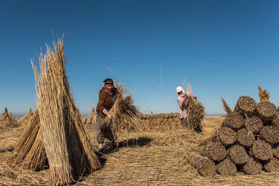 Sultan Sazlığı’nın Doğal Ve Ekonomik Zenginliği Kamışlar