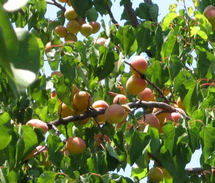 Mersin’de Kayısının Kilosu 8 Liraya Kadar Düştü