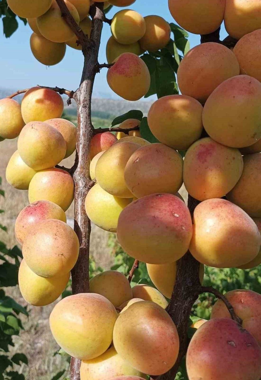 Mersin’de Kayısının Kilosu 8 Liraya Kadar Düştü