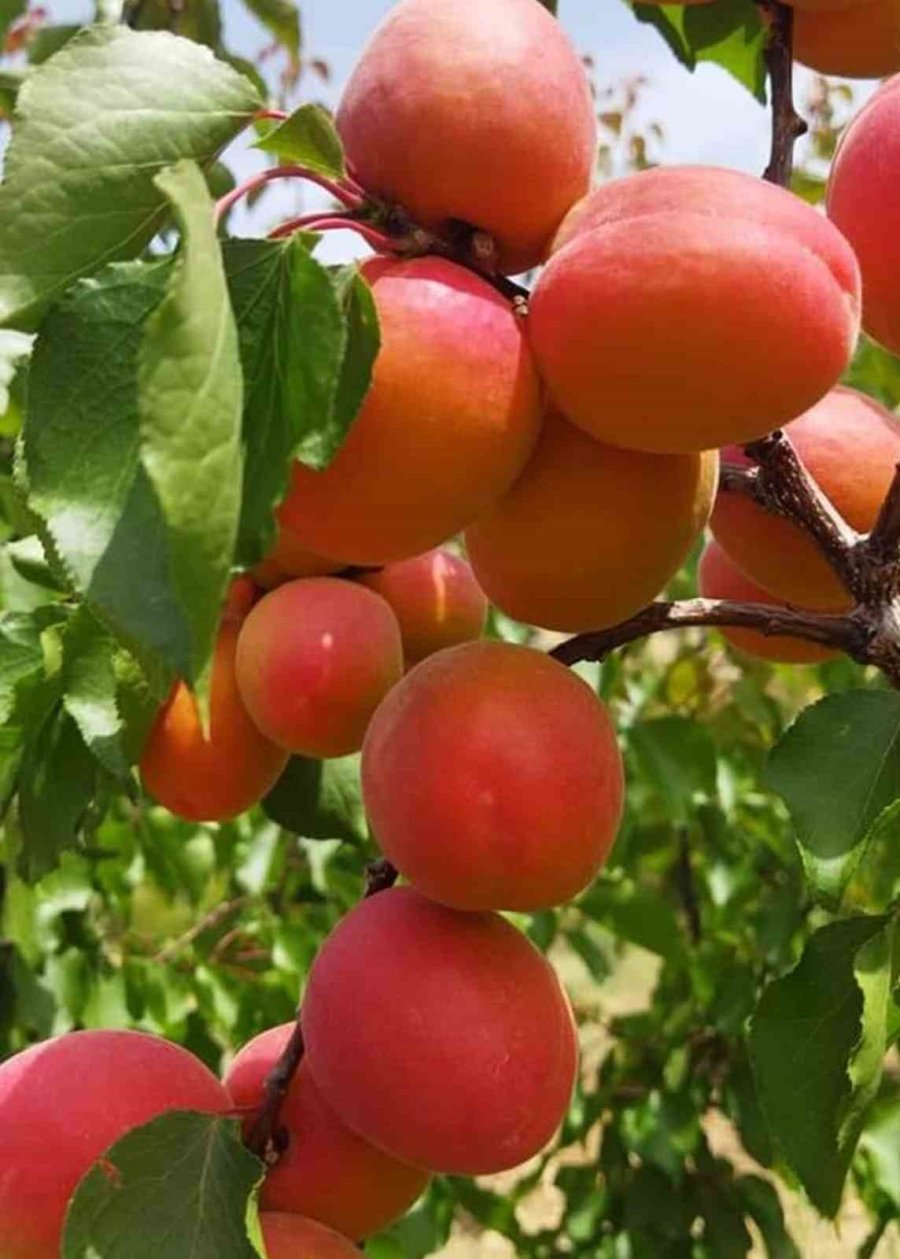 Mersin’de Kayısının Kilosu 8 Liraya Kadar Düştü