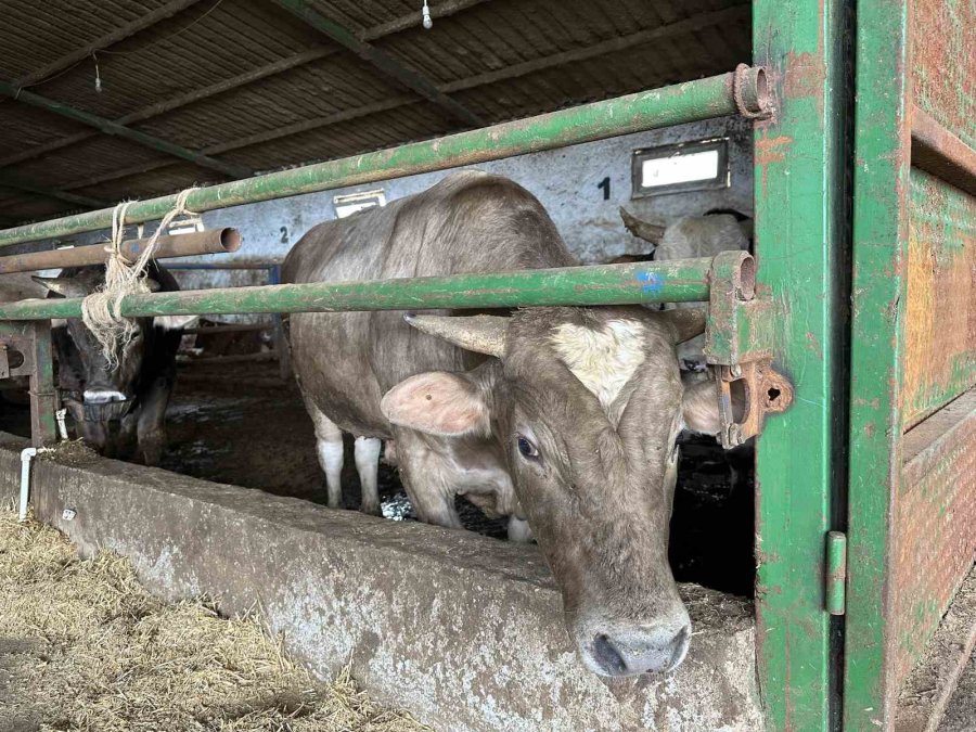 Alnında Kalp Şekli Olan Dana Görenleri Şaşırtıyor