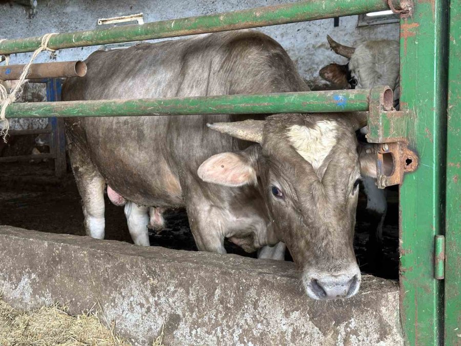 Alnında Kalp Şekli Olan Dana Görenleri Şaşırtıyor
