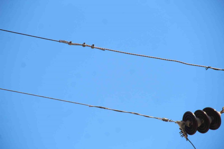 Elektrik Teline Konan Papağanı Kurtarmak İsteyen Gençten Acı Haber